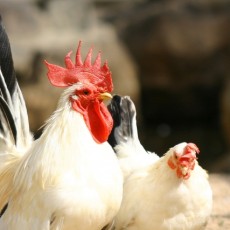 あけまして　おめでとうございます。