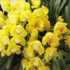 世界らん展2016　に行ってきました！ヽ(´▽｀)/