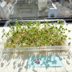 ブロッコリー・スプラウト