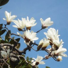 ～武蔵野の春～