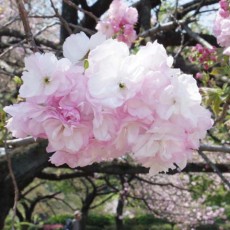 八重桜咲く！　～新宿御苑～
