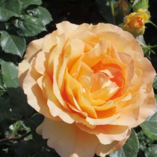 薔薇がいっぱい！☺♡♡♡♡☺(*≧∀≦*)