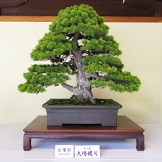ＢＯＮＳＡＩ　～盆栽～