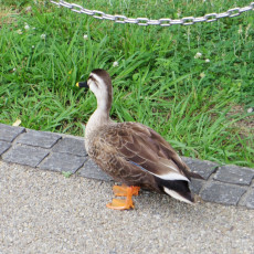 蓮を見に不忍池に行ったけど、ダメダメだった件