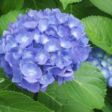 6月になりましたね♬ 6月になりましたね♬