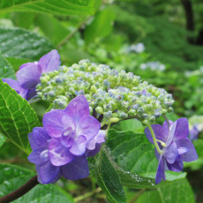 高幡不動尊金剛寺　紫陽花が綺麗♪