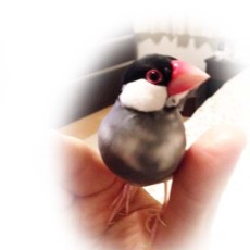 ぴーちゃん♬ ぴーちゃん♬