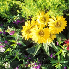 ８月になりましたね～