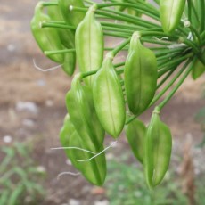 近所で見かけた花やその他
