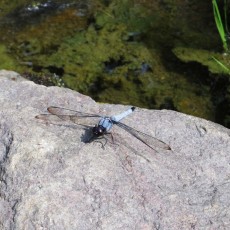とんぼ　～昭和記念公園