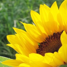 ひまわり　～昭和記念公園