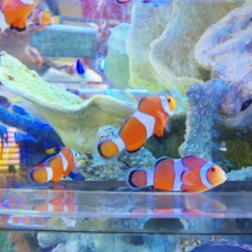 クマノミが可愛い　ヽ(´▽｀)/