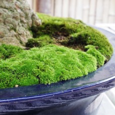 盆栽苑　～昭和記念公園