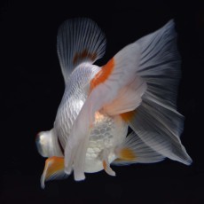 ★アクアパーク品川に行ってきました～ヽ(´▽｀)/