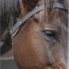 北海道に行ってきました～その６ヽ(´▽｀)/