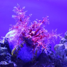 ★アクアパーク品川に行ってきました～その３ヽ(´▽｀)/