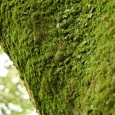 大木ときのこをめぐる世界