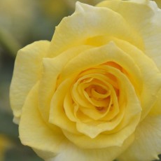 神代植物公園へ行ってきました!~バラ園 神代植物公園へ行ってきました!~バラ園