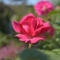 「ベルサイユのばら」にちなんだバラヽ(´▽`)/ 「ベルサイユのばら」にちなんだバラヽ(´▽`)/