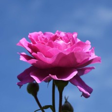 京成バラ園で秋バラ鑑賞! 京成バラ園で秋バラ鑑賞!