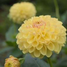 東京都神代植物公園へ行ってきました！～ダリア園