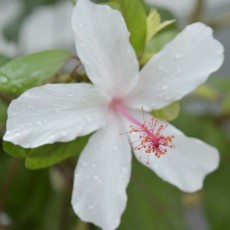神代植物公園へ行ってきました!~大温室 神代植物公園へ行ってきました!~大温室