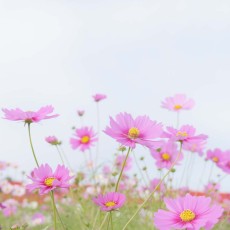 あわじ花さじきのお花たち～ヽ(´▽｀)/