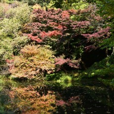 小石川植物園に行ってきました～ヽ(´▽｀)/