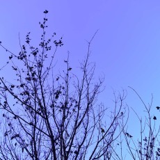 ラベンダー色の夕暮れ