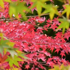 小石川後楽園で紅葉狩り～ヽ(´▽｀)/