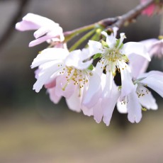 新宿御苑の十月桜～　かわいい！