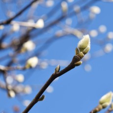 代々木公園の風景
