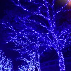 青の洞窟～　とっても綺麗なイルミその５