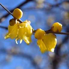 梅咲いてます～。ヽ(´▽｀)/