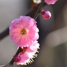 未開紅　～紅梅