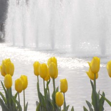 アイス・チューリップ　～上野公園