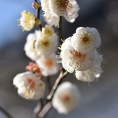 冬至梅　～白梅