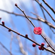 鹿児島紅　～紅梅