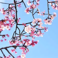 あたみ桜　～熱海