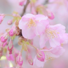 河津桜が咲き始めました！