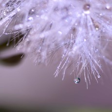 小さな自然　in新宿御苑