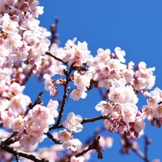 寒桜が咲き始めました！