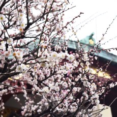 怒涛の繁忙期に突入中…・゜・(ノД`)・゜・