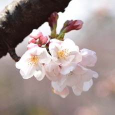 怒涛の繁忙期…終わったぁぁぁ～・゜・(ノД`)・゜・