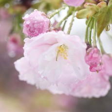 雨の日曜日、ソメイヨシノは霞む