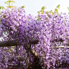 亀戸天神の藤まつり！ヽ(´▽｀)/