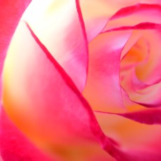 神代植物公園～　ちょっぴりバラが！