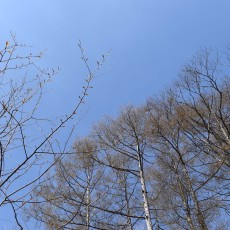 早春の八千穂高原