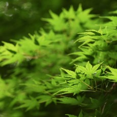 神代植物公園　再び！　～青紅葉