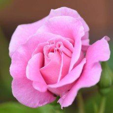 神代植物公園　再び！ヽ(´▽｀)/